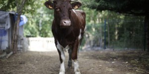 Intempéries : les vaches dépriment et produisent moins de lait