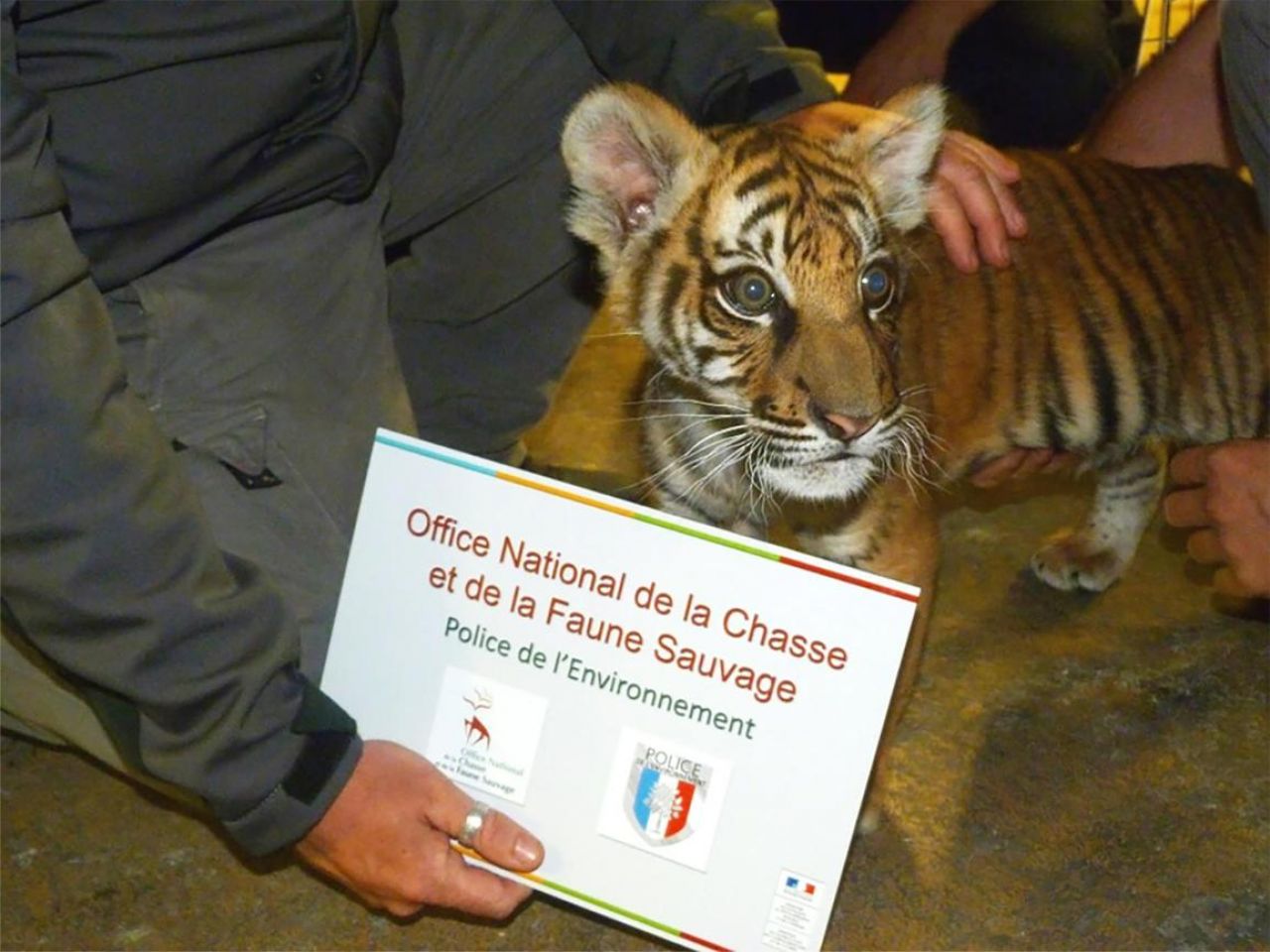Loire : la nouvelle vie du bébé tigre abandonné par des dealeurs