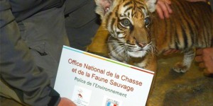 Loire : la nouvelle vie du bébé tigre abandonné par des dealeurs