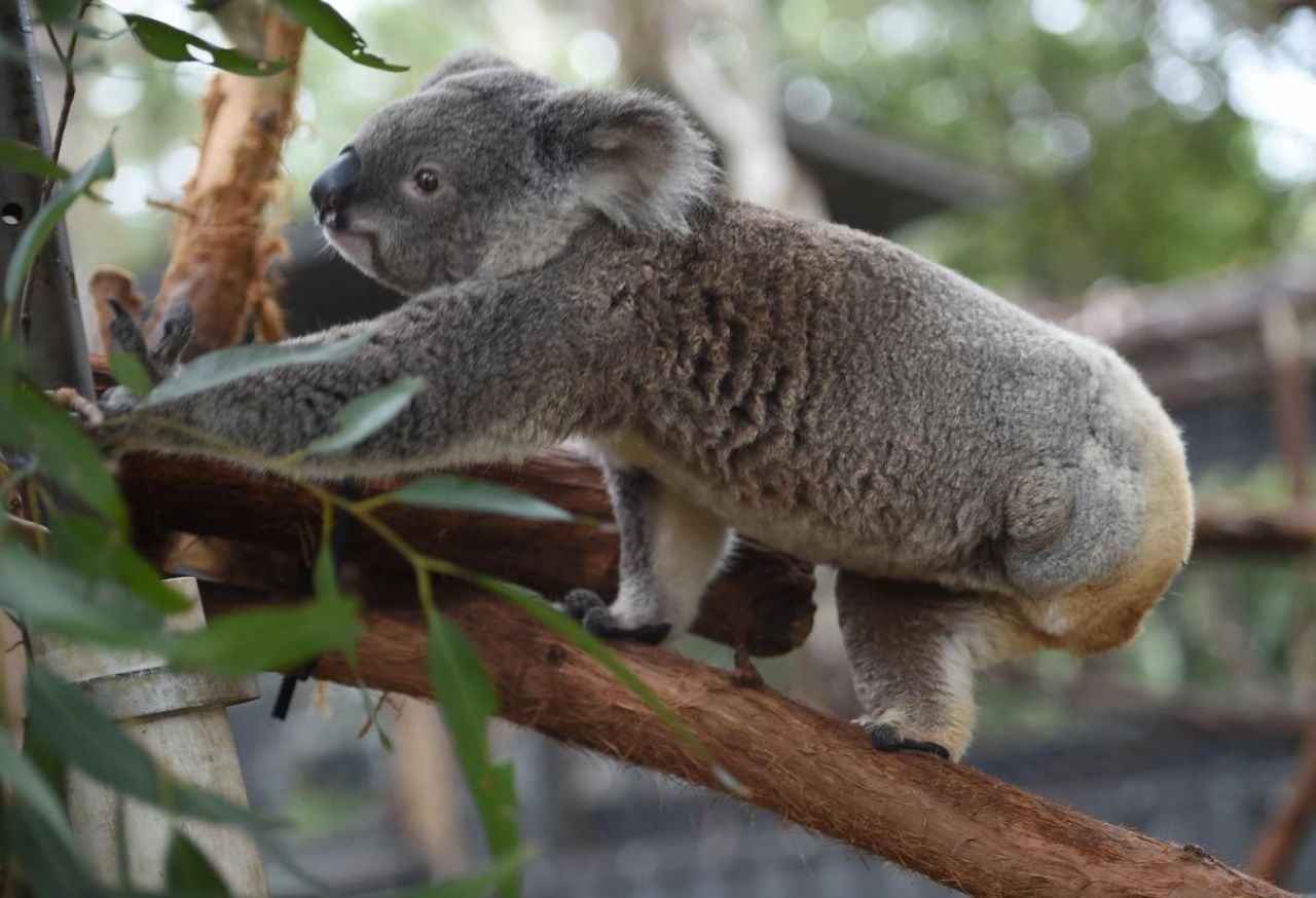 VIDEO. Le koala australien va-t-il disparaître ?