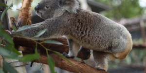 VIDEO. Le koala australien va-t-il disparaître ?