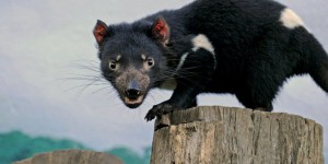 Un ancien marsupial carnivore, cousin du diable de Tasmanie, découvert en Australie