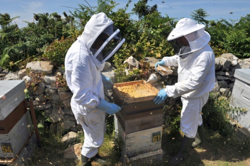 Biodiversité : les pesticides tueurs d'abeilles interdits en 2018