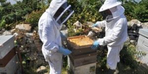 Biodiversité : les pesticides tueurs d'abeilles interdits en 2018