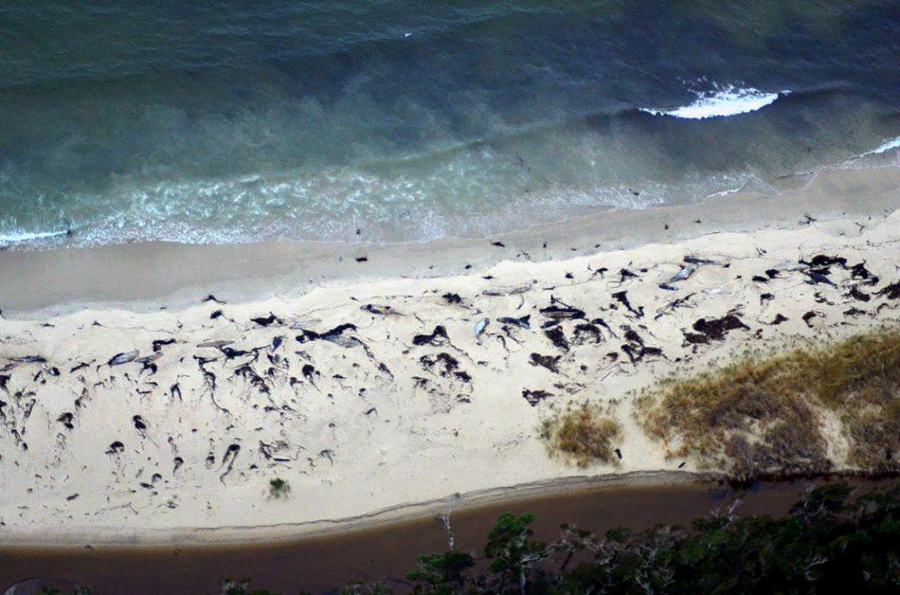 Chili : plusieurs dizaines de baleines meurent échouées sur une plage