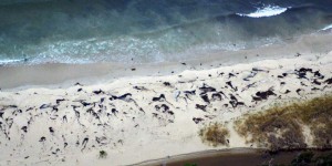 Chili : plusieurs dizaines de baleines meurent échouées sur une plage