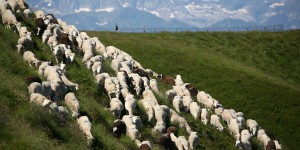 Hautes-Pyrénées : colère des éleveurs de brebis contre la présence de l'ours