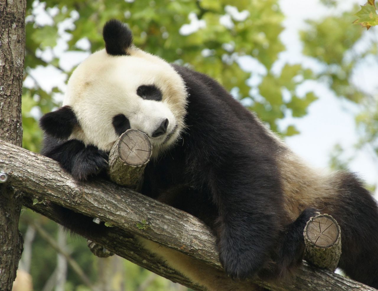 Zoo de Beauval : Huan Huan, la femelle panda, n’était pas enceinte