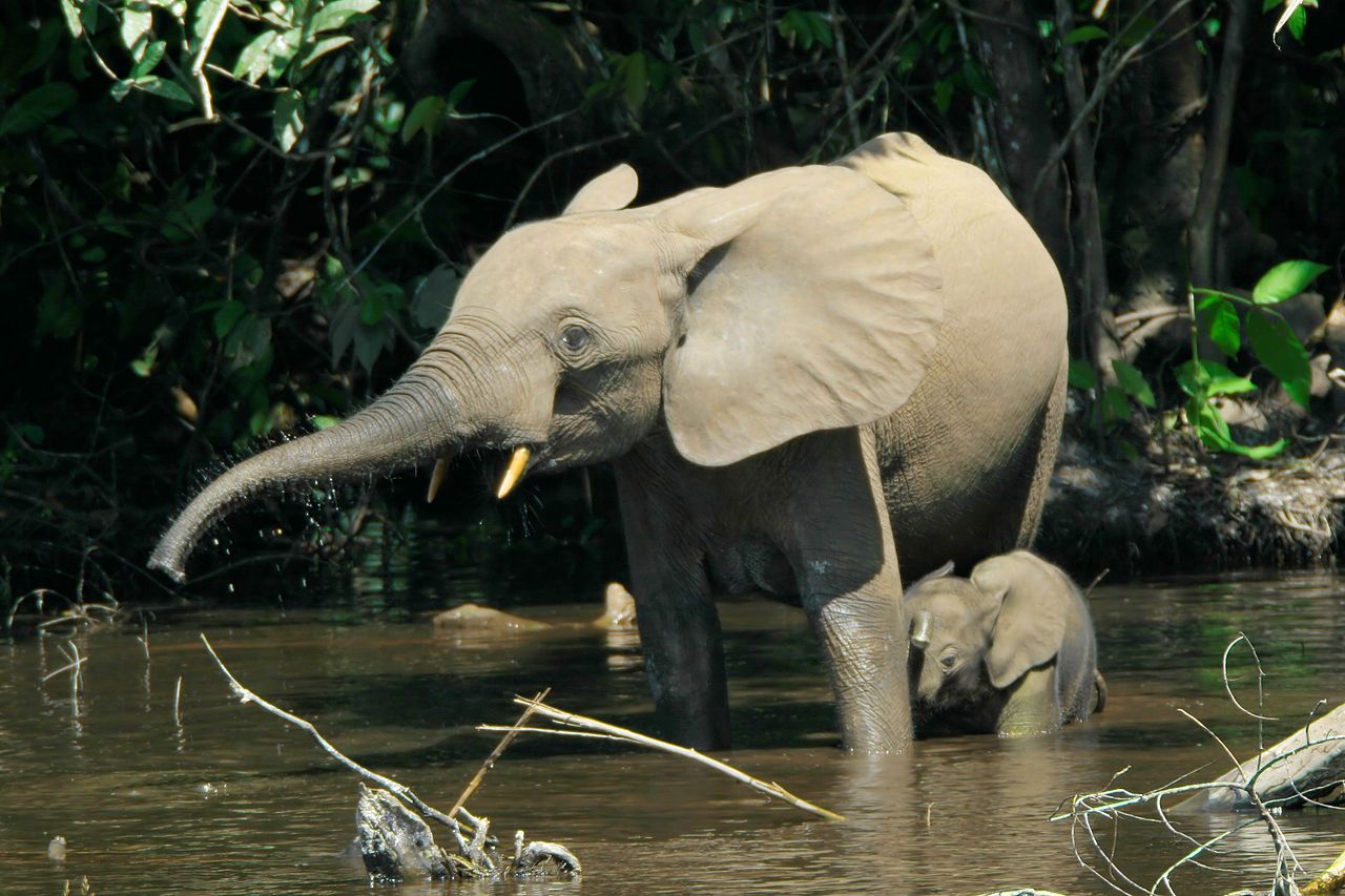 Les éléphants de forêt de moins en moins nombreux en Afrique 