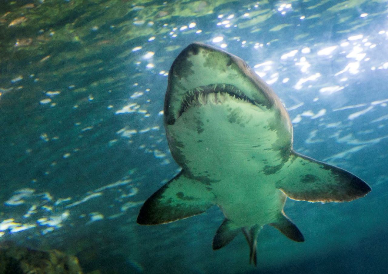 «Instinct de survie» : des spécialistes dénoncent la caricature des requins au cinéma