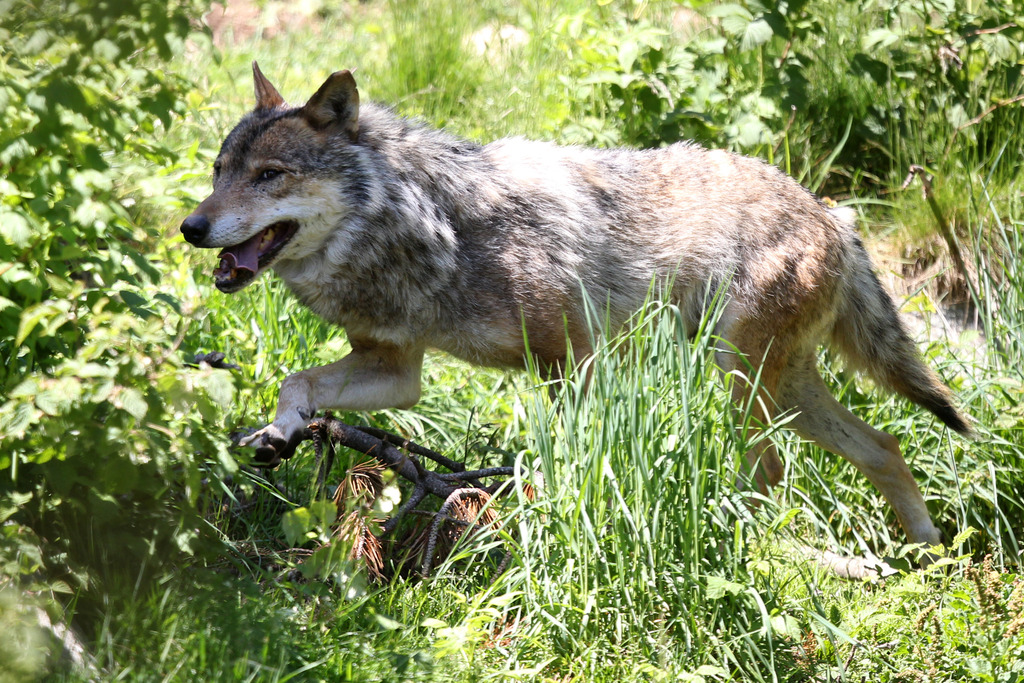 Un loup abattu samedi dans le Vercors