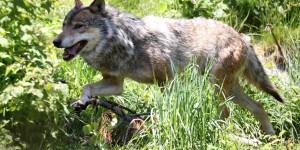 Un loup abattu samedi dans le Vercors