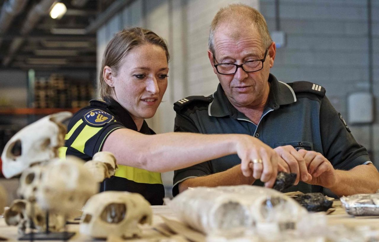 Pays-Bas : saisie record de peaux et d'os d'animaux protégés