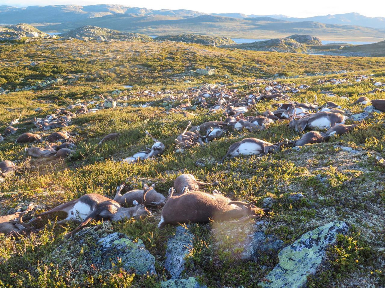 VIDEO. Plus de 300 rennes meurent foudroyés en Norvège