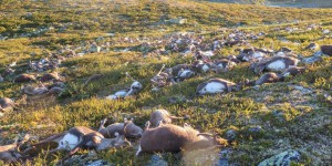 VIDEO. Plus de 300 rennes meurent foudroyés en Norvège