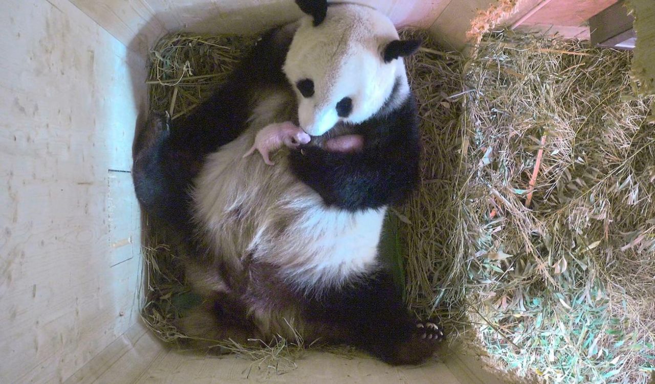 VIDEO. Vienne : naissance de pandas jumeaux conçus naturellement