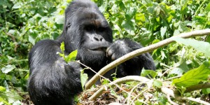 Braconnage : le plus grand gorille du monde au bord de l'extinction