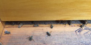 Etats-Unis : les abeilles victimes de la lutte contre Zika