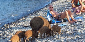 EN IMAGES. Une famille de sangliers sur une plage des Pyrénées-Orientales