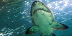 Un kitesurfeur tué par un requin en Nouvelle-Calédonie