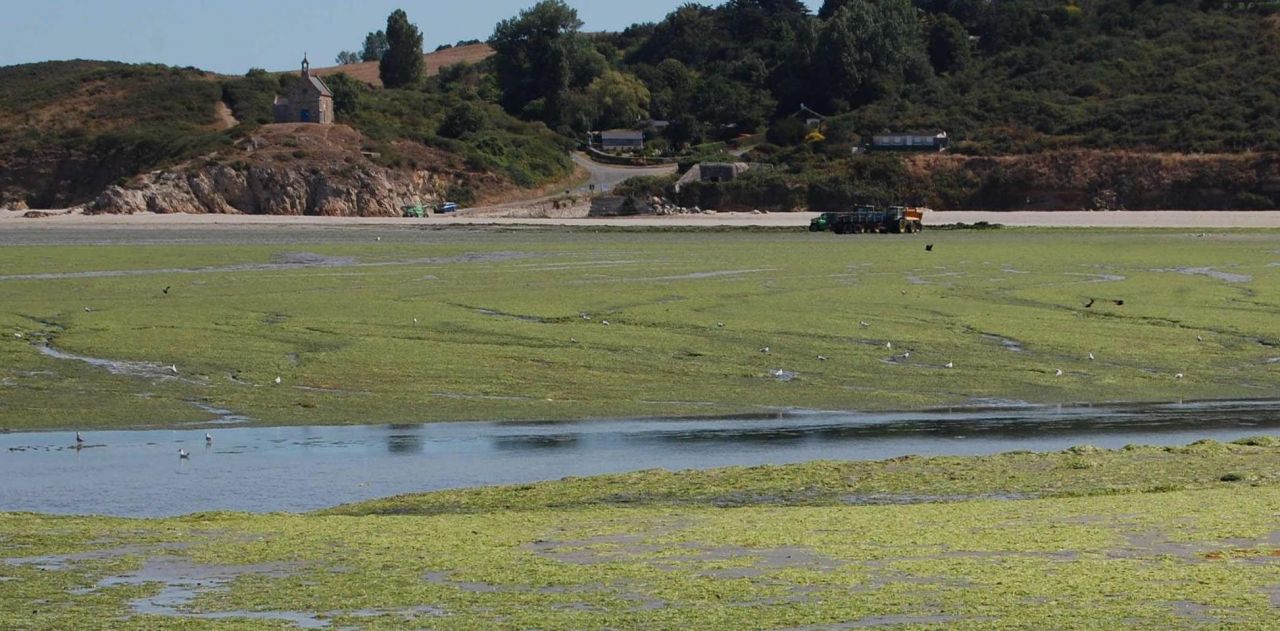 La polémique repart sur les algues vertes