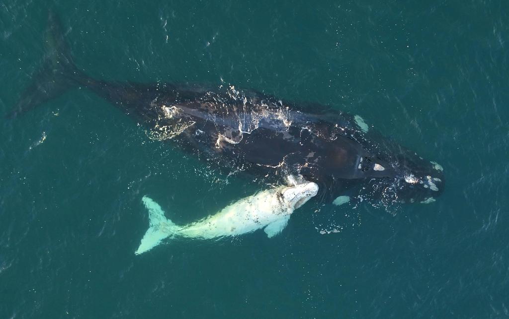 VIDEO. Australie : un drone parvient à filmer un  très rare baleineau blanc 