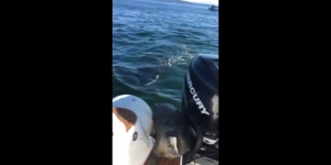 VIDEO. Pour échapper aux orques, un phoque grimpe sur un bateau