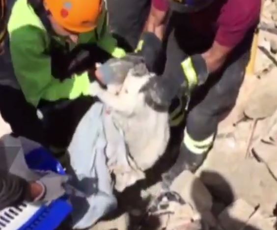 VIDEO. Italie : Pietro, le chat sorti des décombres quinze jours après le séisme