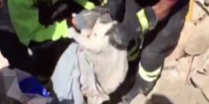 VIDEO. Italie : Pietro, le chat sorti des décombres quinze jours après le séisme