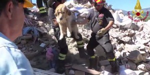 VIDEO. Séisme en Italie : Roméo, le chien miraculé, sauvé des décombres après 9 jours