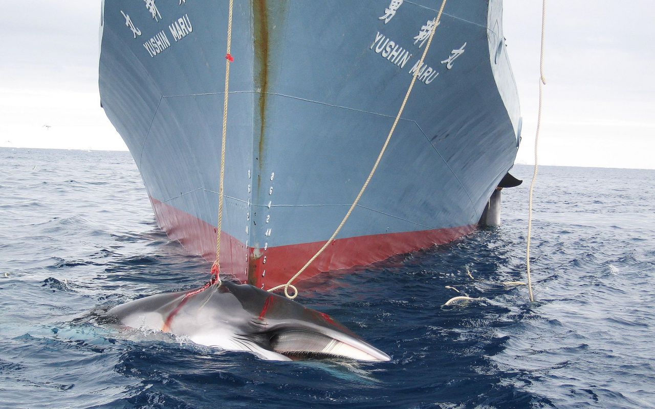 Les baleines n'auront pas de sanctuaire dans l'Atlantique