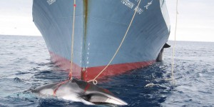 Les baleines n'auront pas de sanctuaire dans l'Atlantique