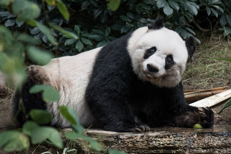 La doyenne des pandas, Jia Jia, en captivité est morte