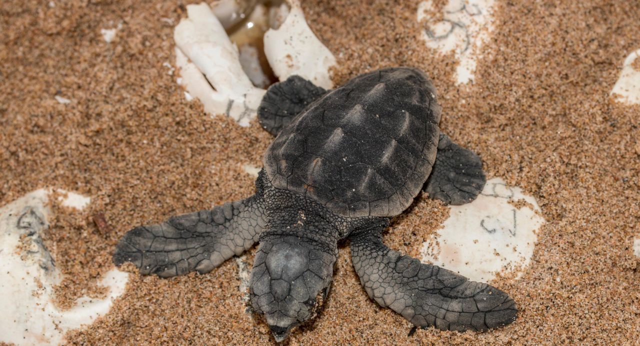 Fréjus : les oeufs de la tortue de la plage ont commencé à éclore