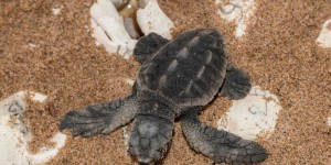 Fréjus : les oeufs de la tortue de la plage ont commencé à éclore