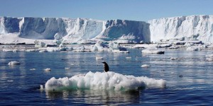 Le plus grand sanctuaire marin au monde sera créé en Antarctique