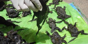 Pérou : mort de 10 000 grenouilles géantes à cause de la pollution