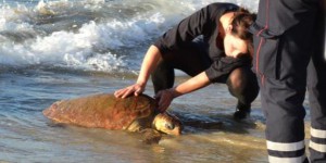 Encore une tortue échouée sur une plage du Var 