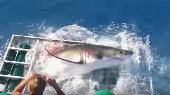 VIDEO. En cage avec un grand requin blanc : le plongeur ému par cet animal «mignon»