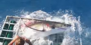 VIDEO. En cage avec un grand requin blanc : le plongeur ému par cet animal «mignon»