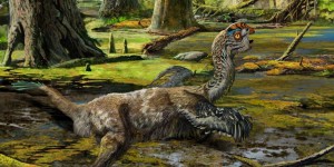 Chine : une nouvelle espèce de dinosaure à plumes découverte