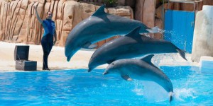 Fed Ex «livre» des dauphins par avion et déclenche la colère des associations 