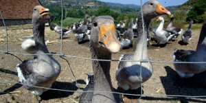 Grippe aviaire : risque «élevé» dans une partie de la France
