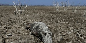 EN IMAGES. Paraguay : les caïmans piégés par la sécheresse