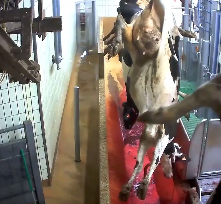 L'association L214 dénonce l'abattage des vaches gestantes