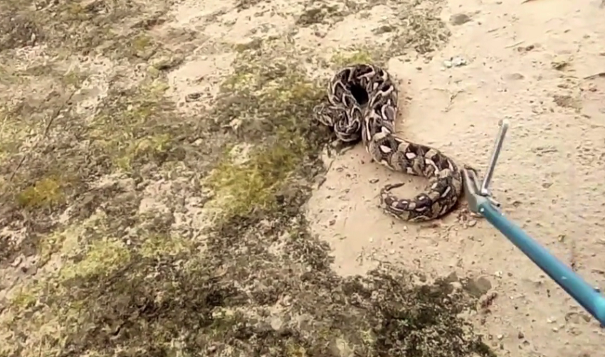VIDEO. Guinée-Bissau : la difficile lutte contre les morsures de serpent
