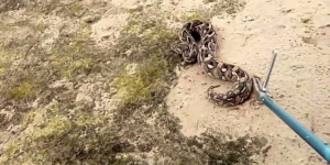 VIDEO. Guinée-Bissau : la difficile lutte contre les morsures de serpent