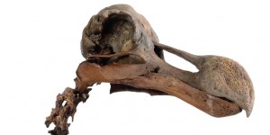 VIDEO. Un rarissime squelette de dodo vendu 400 000 € à Londres