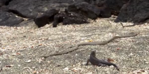 VIDEOS. Des bébés iguanes tués par des serpents : le troublant documentaire de la BBC