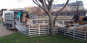 Attaques de loups : les éleveurs de brebis quittent le jardin des Tuileries à Paris